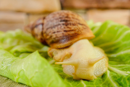 白色的美丽黄蜗牛和绿沙拉在表面的黄蜗牛和绿色沙拉表面花园图片