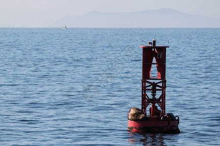 脚蹼加利福尼亚红浮标上面有海狮子图片