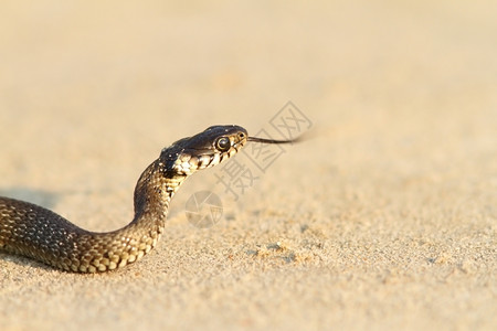 沙滩上吐舌头的蛇图片
