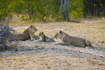 户外两只母狮和幼崽躺下休息游戏猎人图片