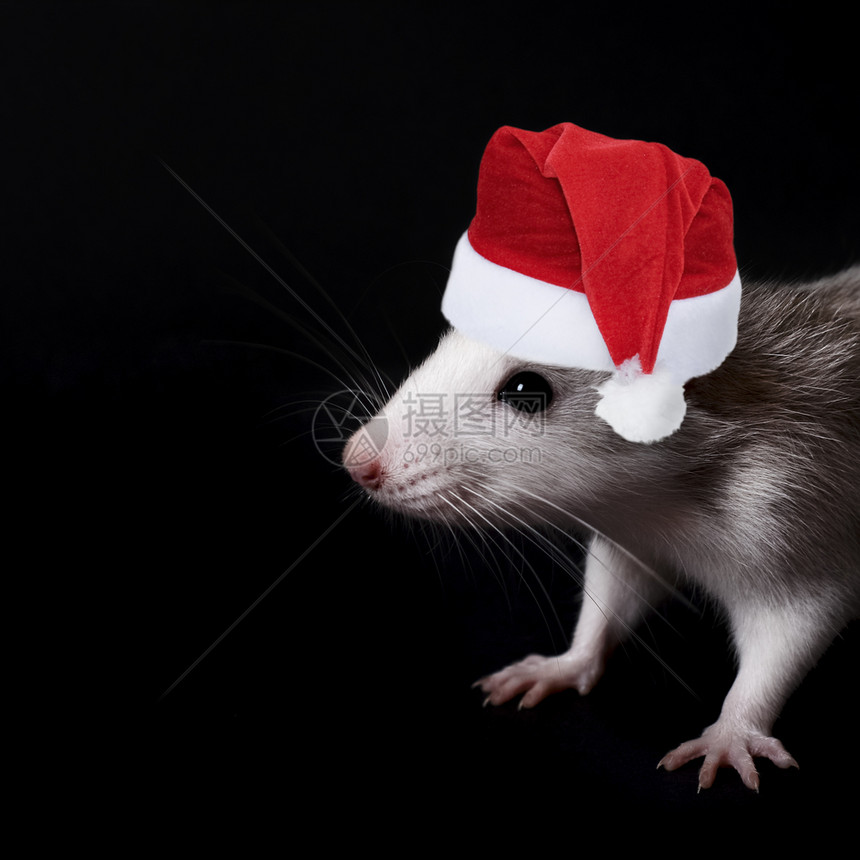 黑色的毛茸戴着圣诞帽的年轻滑稽灰鼠肖像被隔离在黑色背景上啮齿动物宠家养的老鼠特写正在看着相机毛皮图片