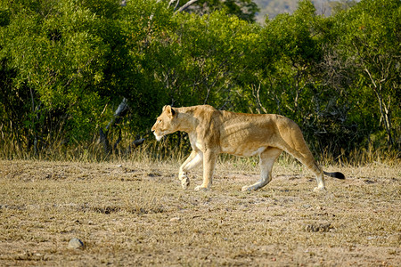 独自在野外行走的非洲狮子户外美丽的打猎图片