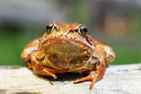 野生动物青蛙生态系统高清图片素材