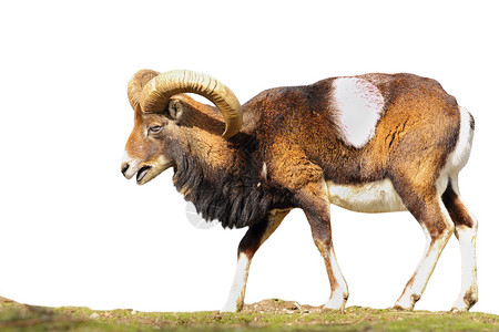 大公羊OvisOrientalis大公羊丰富多彩的有蹄鹿角动物高清图片素材