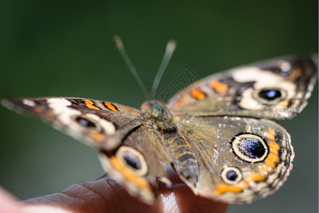 富彩多的普通白眼天蝴蝶JunoniaCoenia夏天美丽的浅图片