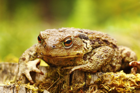 野生动物青蛙生态高清图片素材