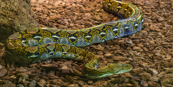 蟒皮蛇爱马仕来自亚洲的大蛇黄褐色网状皮松爬在地上从亚洲来的大蛇人爬虫养殖最大背景