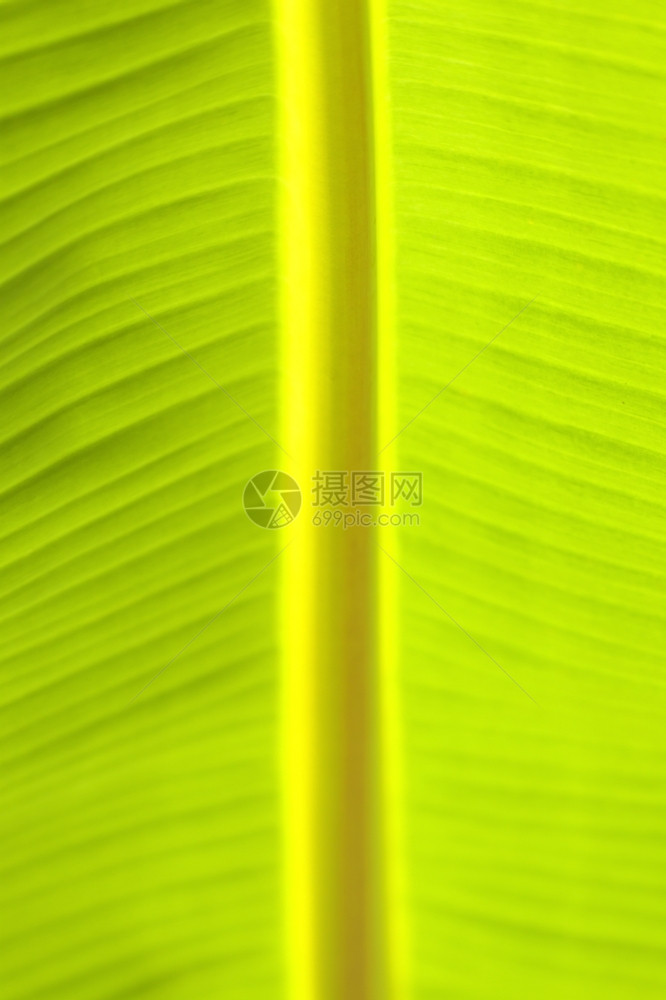 香蕉叶的特写视图丰富多彩的条纹绿化图片