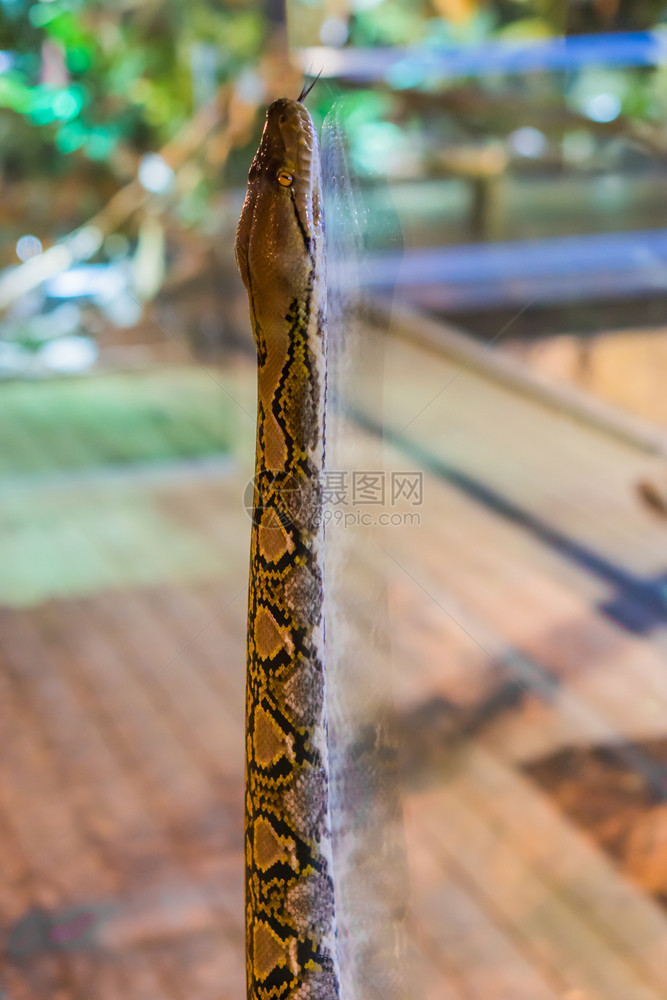 蟒蛇眼睛有趣的动物行为一个有线状的皮松爬上玻璃窗来自亚洲的热门带宠物种图片