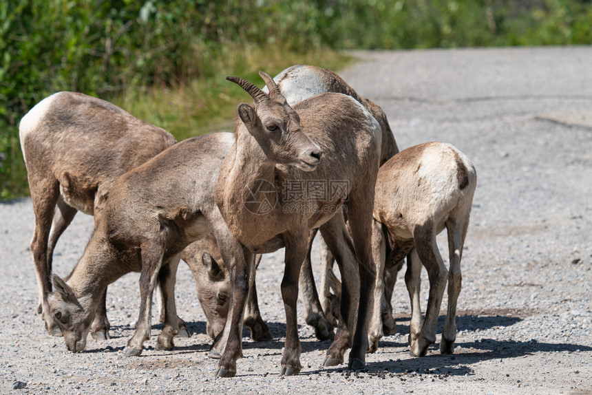 加拿大艾伯塔州贾斯帕公园拍摄了图像照片来自加拿大艾伯塔州贾斯帕公园活的全景牛科动物图片