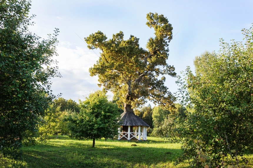 木头凉亭一种俄罗斯普科夫地区Trigorskoye村ASPushkinTrigorkoye村日落博物馆保留所公园中大橡树和白木护图片