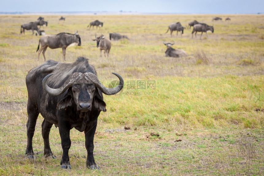 水牛站在肯尼亚的草原上象牙埃塞俄比亚马赛图片