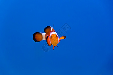 臭鼬金鱼水族馆中小丑鱼的图像刺尾高清图片