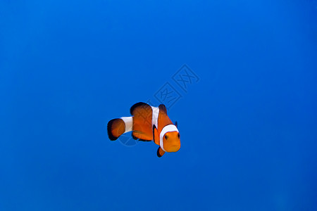 金鱼考代尼玛格丽托弗鲁斯水族馆中小丑鱼的图像高清图片