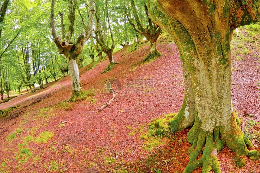 生物学山OtzarretaBeech森林戈尔贝亚自然公园比兹卡亚巴斯克西班牙欧洲生态系统图片