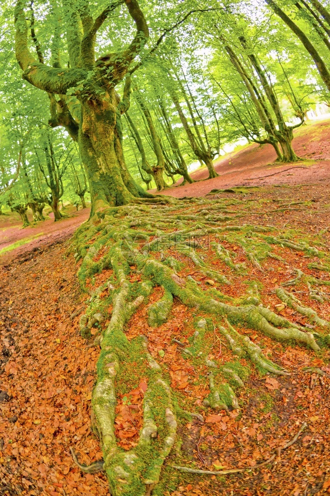 健康木头生物学OtzarretaBeech森林戈尔贝亚自然公园比兹卡亚巴斯克西班牙欧洲图片