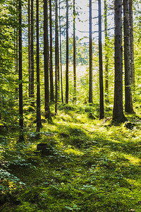 途径德国森林中树木的景象走图片