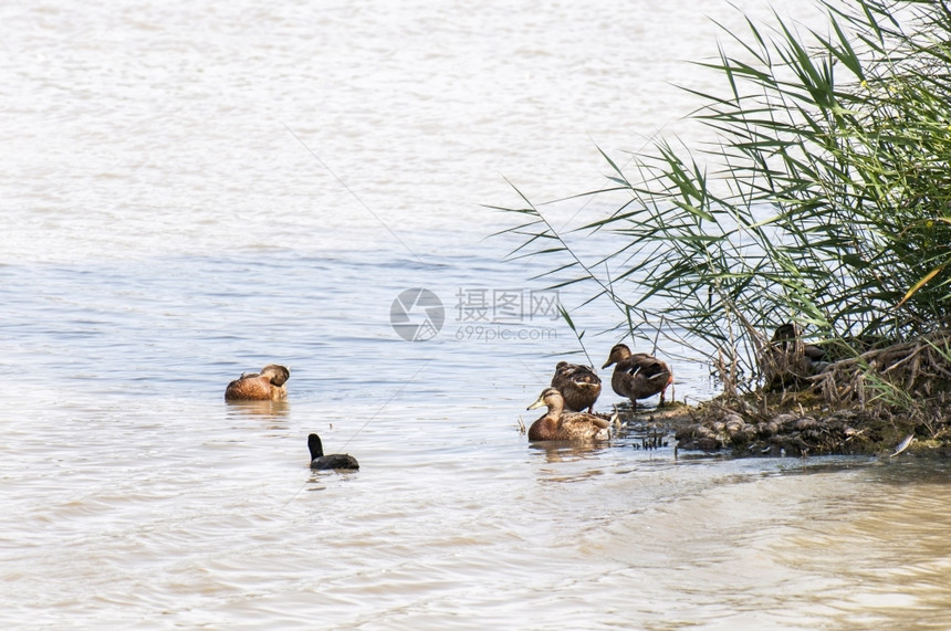 女池塘在岸边湖中游泳的鸭子春天图片