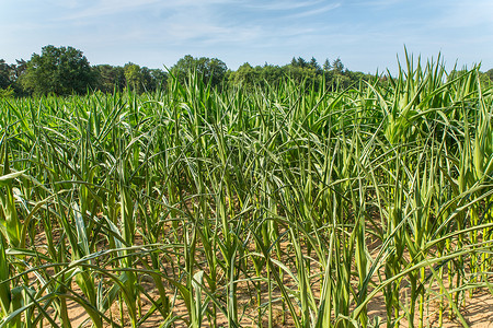 庄稼农业破坏在阳光下干枯的玉米作物中干旱土壤脱水图片