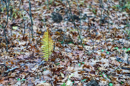 黄色的秋天蕨风景森林里黄叶秋天蕨森林里叶植物十月图片