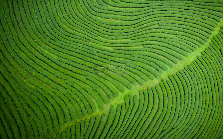 场景芳农业从无人驾驶飞机的空中观察山上亮莱泰陆空风景上的绿色茶叶木板农田图片