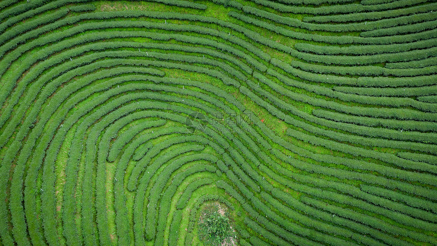谷花园从无人驾驶飞机的空中观察山上亮莱泰陆空风景上的绿色茶叶木板农田业图片