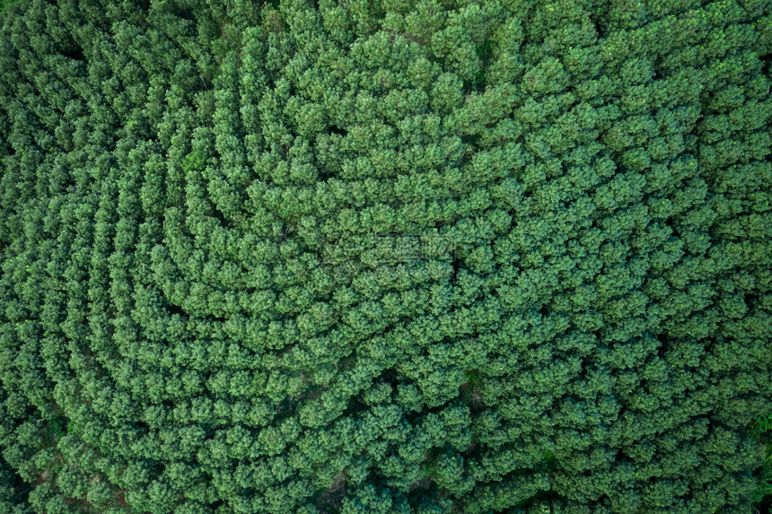 从无人驾驶飞机的空中观察山上亮莱泰陆空风景上的绿色茶叶木板农田工人爬坡道崔图片