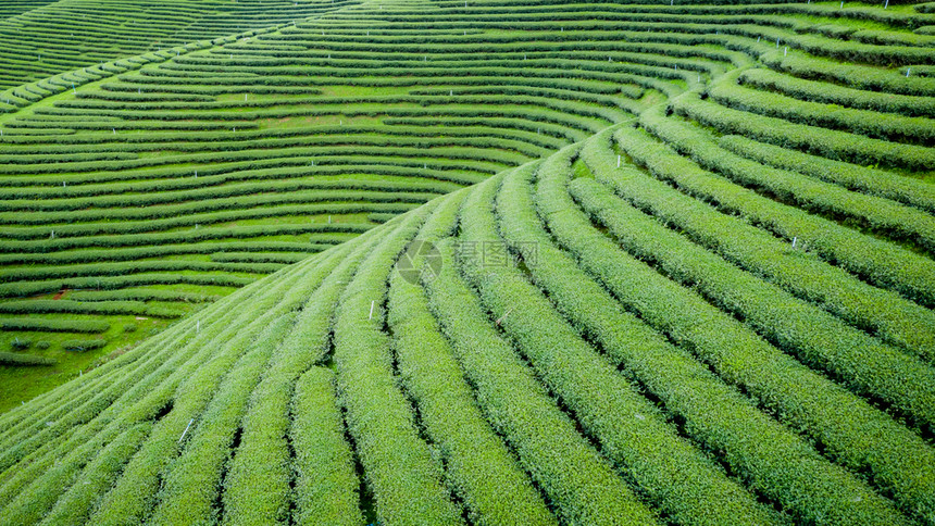 树蒋种植园从无人驾驶飞机的空中观察山上亮莱泰陆空风景上的绿色茶叶木板农田图片