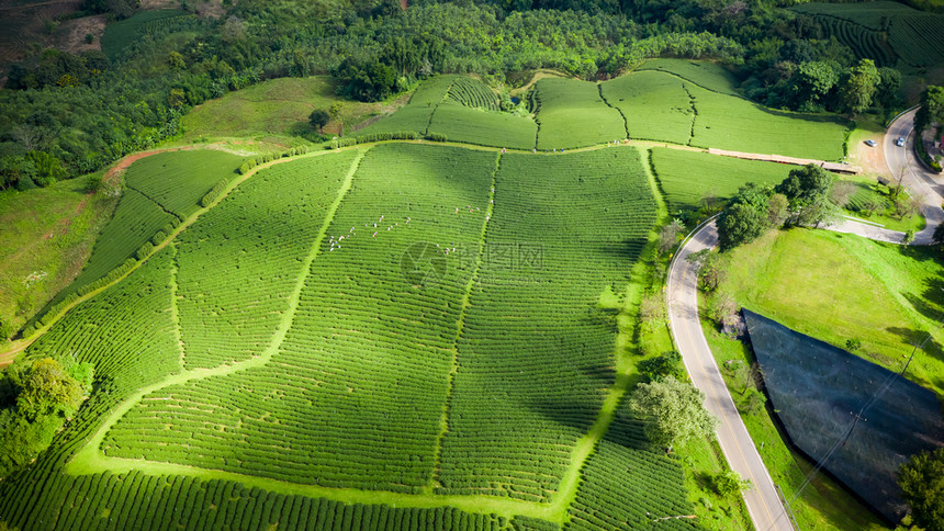 从无人驾驶飞机的空中观察山上亮莱泰陆空风景上的绿色茶叶木板农田子无人机花园图片