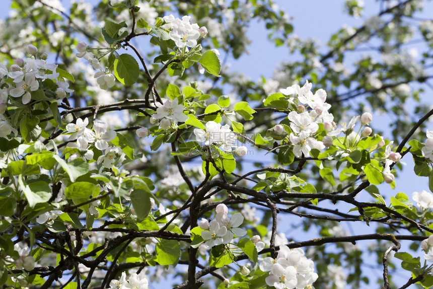 在后面开花的苹果树后面白花青绿年轻的叶子白苹果花夏天美丽的图片