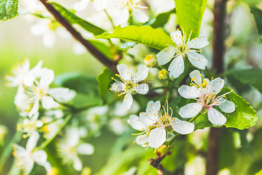 明亮的花瓣春天林中的白苹果树花青春氛围大自然再生图片
