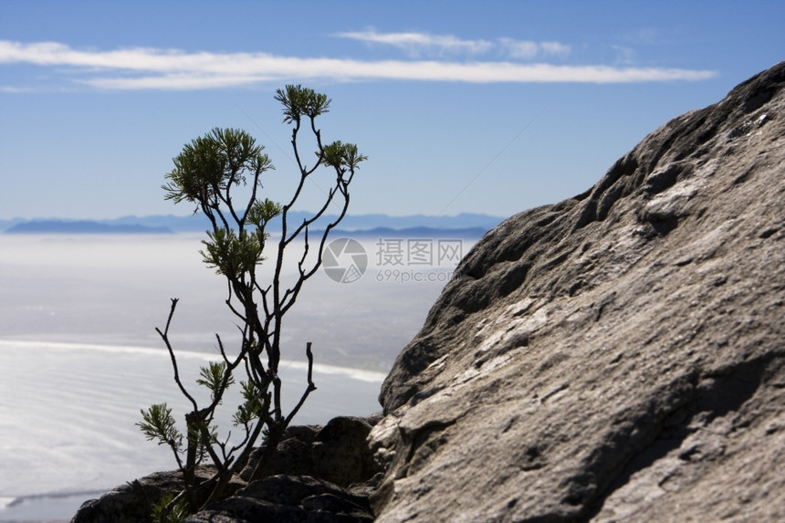 从表山顶的贫瘠岩石上生长出来的单一灌木丛在南非开普敦附近的海湾上观望薄雾层覆盖低地其背景是Stellenbosch附近的山峰和S图片