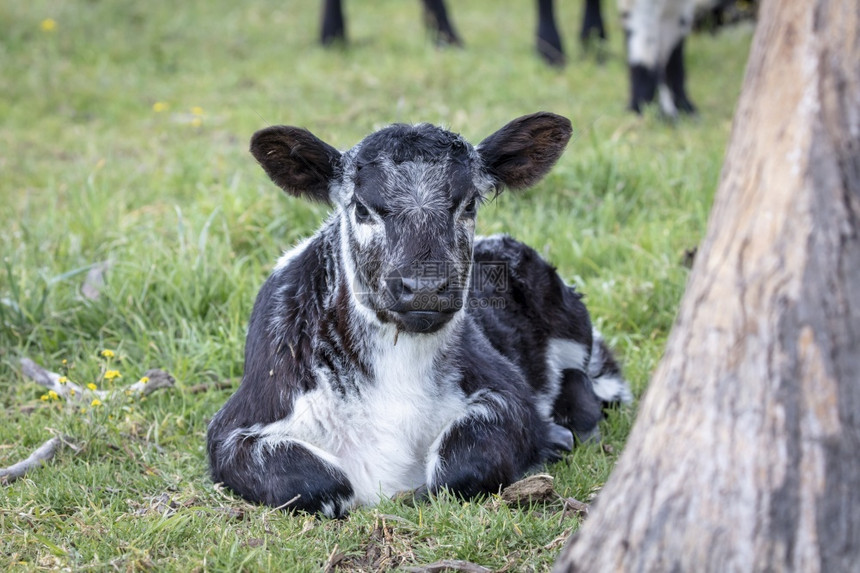 一只黑白小牛在片绿草地上坐在直望着澳大利亚区域前方的青草原上自然有蹄类盯着图片