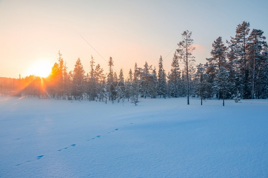 环境一种户外太阳在明亮的天空中落下阳光照耀于冬季北方森林的树顶边缘和松后面的日落之间Y我图片