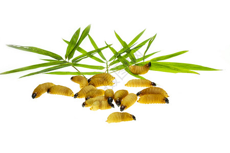 昆虫运动竹叶上的红棕榈幼虫背景食物图片