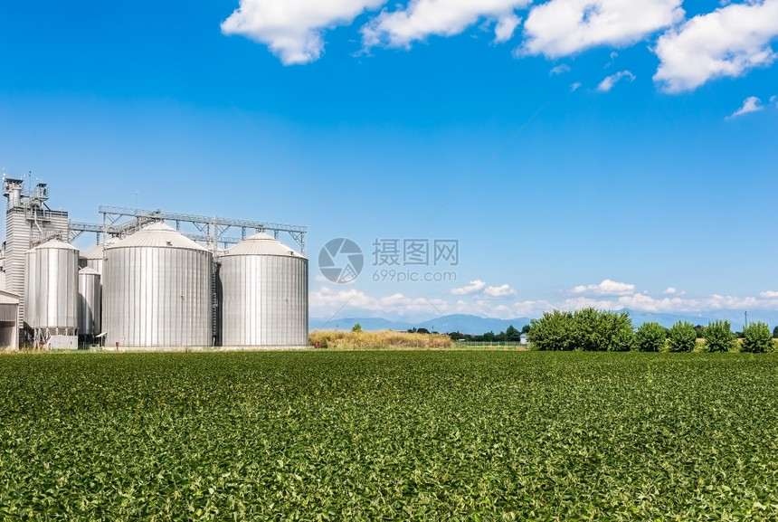 烘干生长场地豆田干燥植物和筒仓图片