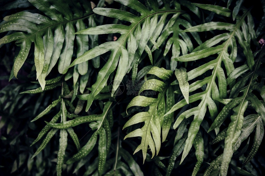 植物绿色新鲜的热带绿叶背景暗调主题图片