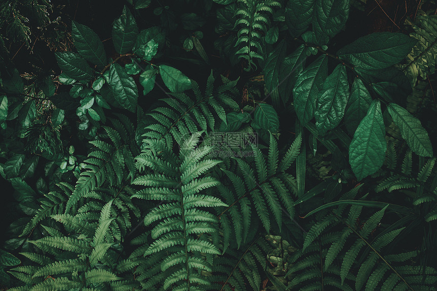 绿色地面棕榈热带绿叶背景暗调主题图片