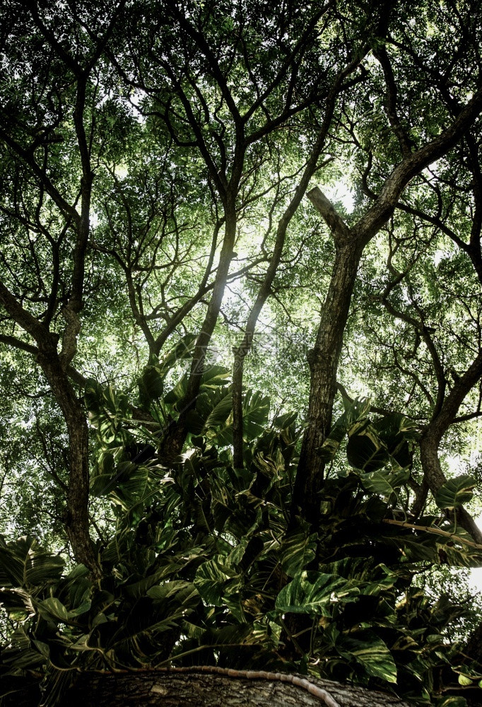 环境树叶热带绿背景暗调主题户外图片