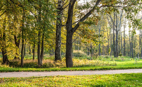 在阳光明媚的一天在公园中与树木和行走道路决战场景树叶夏天图片