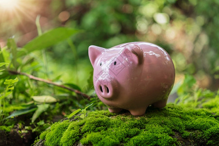 货币拯救自然概念的绿色草地养猪银行夏天金融图片