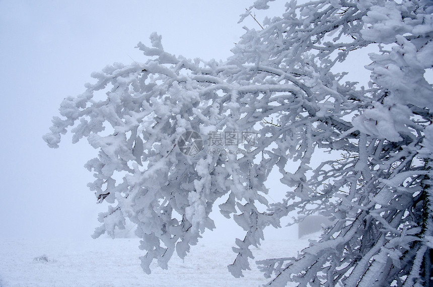 冬季树枝上的冰霜图片