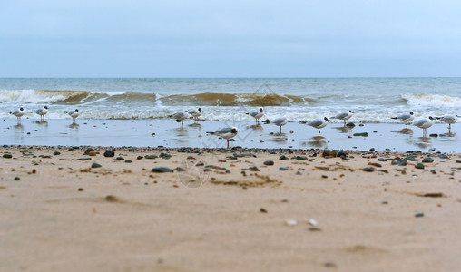 蓝色的白动物海岸上水禽鸥和石头岸上的鸥脂肪岸上的鸥脂肪岸上的水禽图片