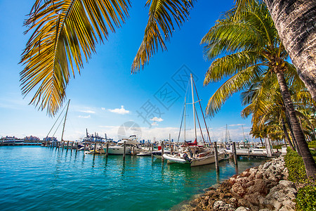 游客美国佛罗里达州迈阿密游艇港休息椰子图片