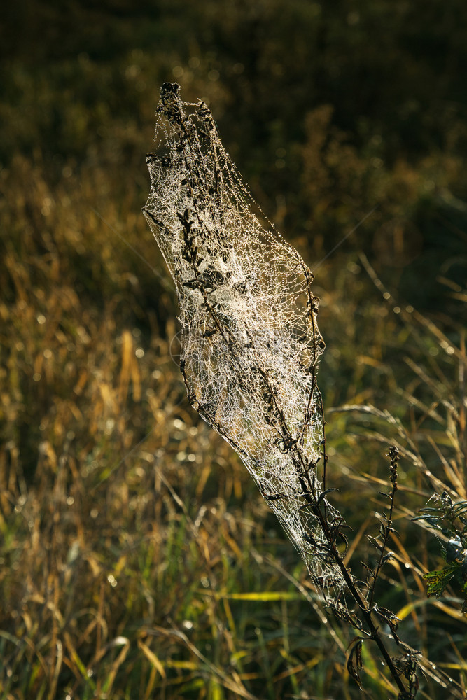 几何学阳光10月黎明在蜘蛛网的草地中在秋天的波兰风景下可以看到美丽的晨露滴在蜘蛛网上水图片