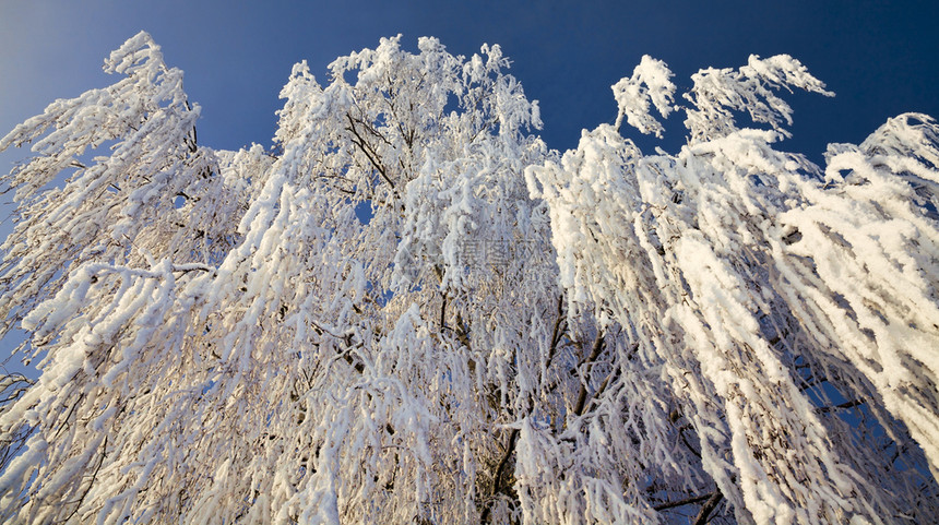 落叶详细的自由冬天雪覆盖了寒的树枝上到处都是白雪蓝天覆盖了秋冬的树丛图片