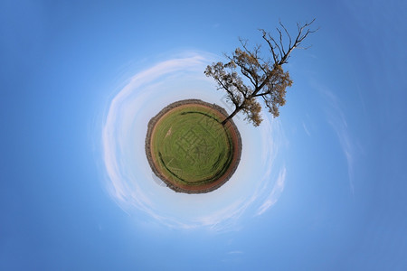 以树面积360度全景的绿地表面分布全局投射图植物阳光圆形的背景图片