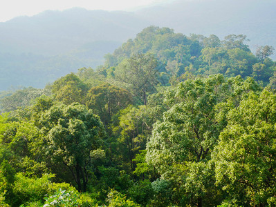 热带雨林和山中的树木质地公园图片