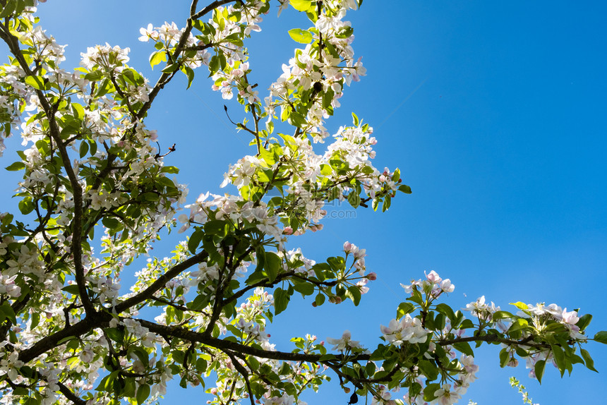 在太阳和蓝天空下春出在开阔的果园中美丽生态园艺图片