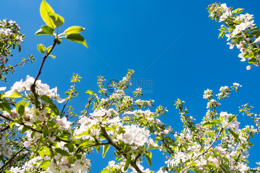 在太阳和蓝天空下春出在开阔的果园中蓝色春天树图片